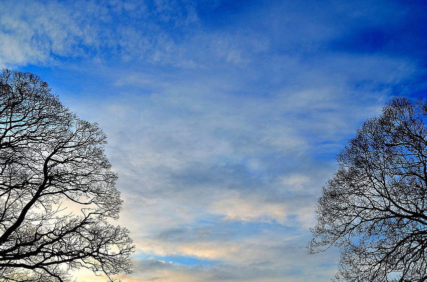 Backgrounds Of Sky And Trees Stock, trees background HD wallpaper | Pxfuel