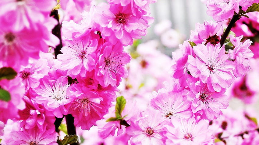 Fiori: Sakura Flower Nature Pink Flowers, sfondi di disegno floreale sakura rosa e marrone e Sfondo HD