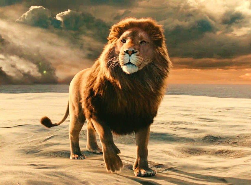 Narnia Sang Singa Sang Penyihir dan Lemari Aslan, singa narnia Wallpaper HD