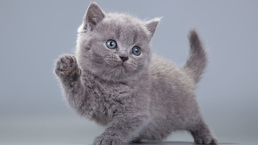 Cute gray kitten learn to walk 3840x2160 U , cute gray kitty HD wallpaper