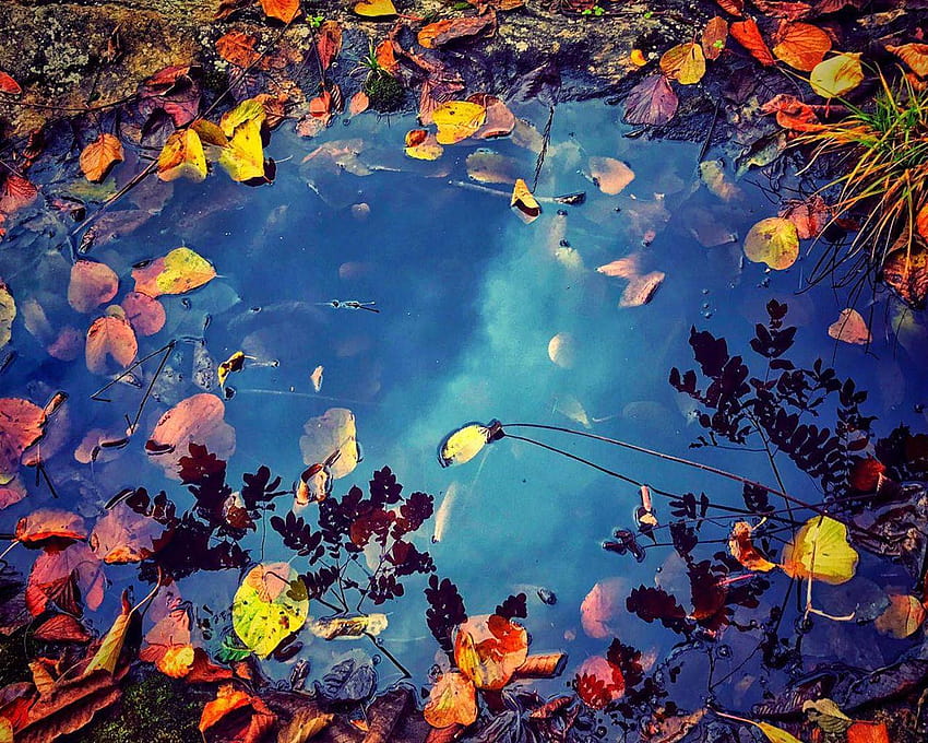 Puddle, water, falls leaves 1920x1080 Full, autumn tenderness HD wallpaper