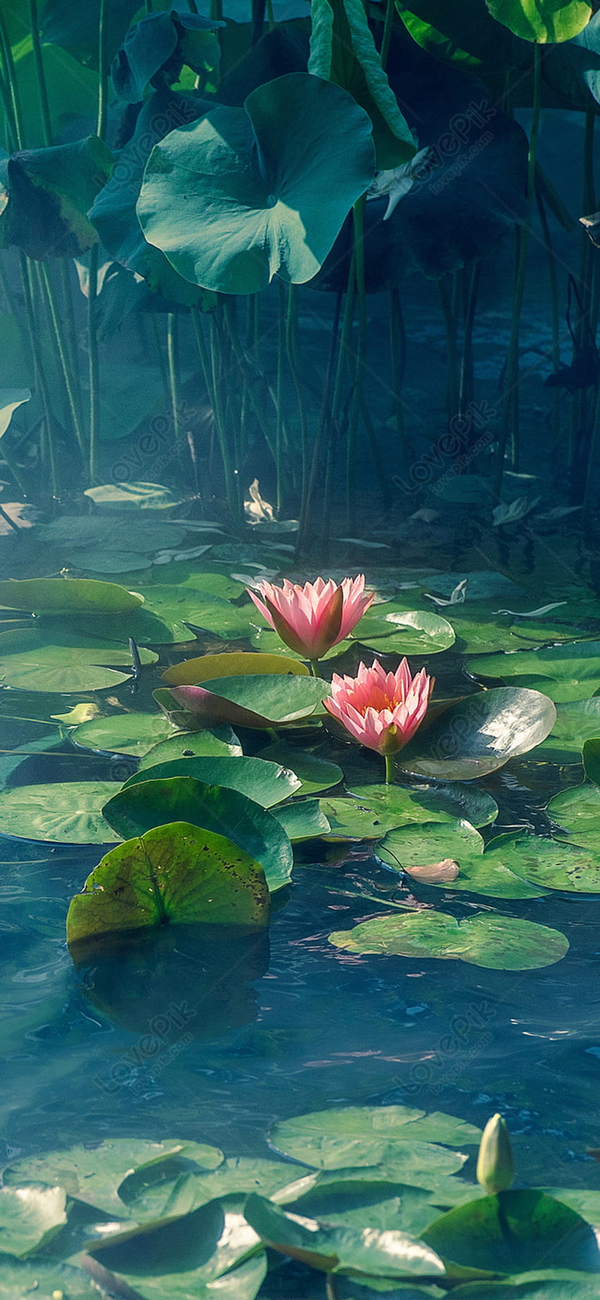 Screensaver Handset Bulanan Lotus Pond di Lovepik wallpaper ponsel HD