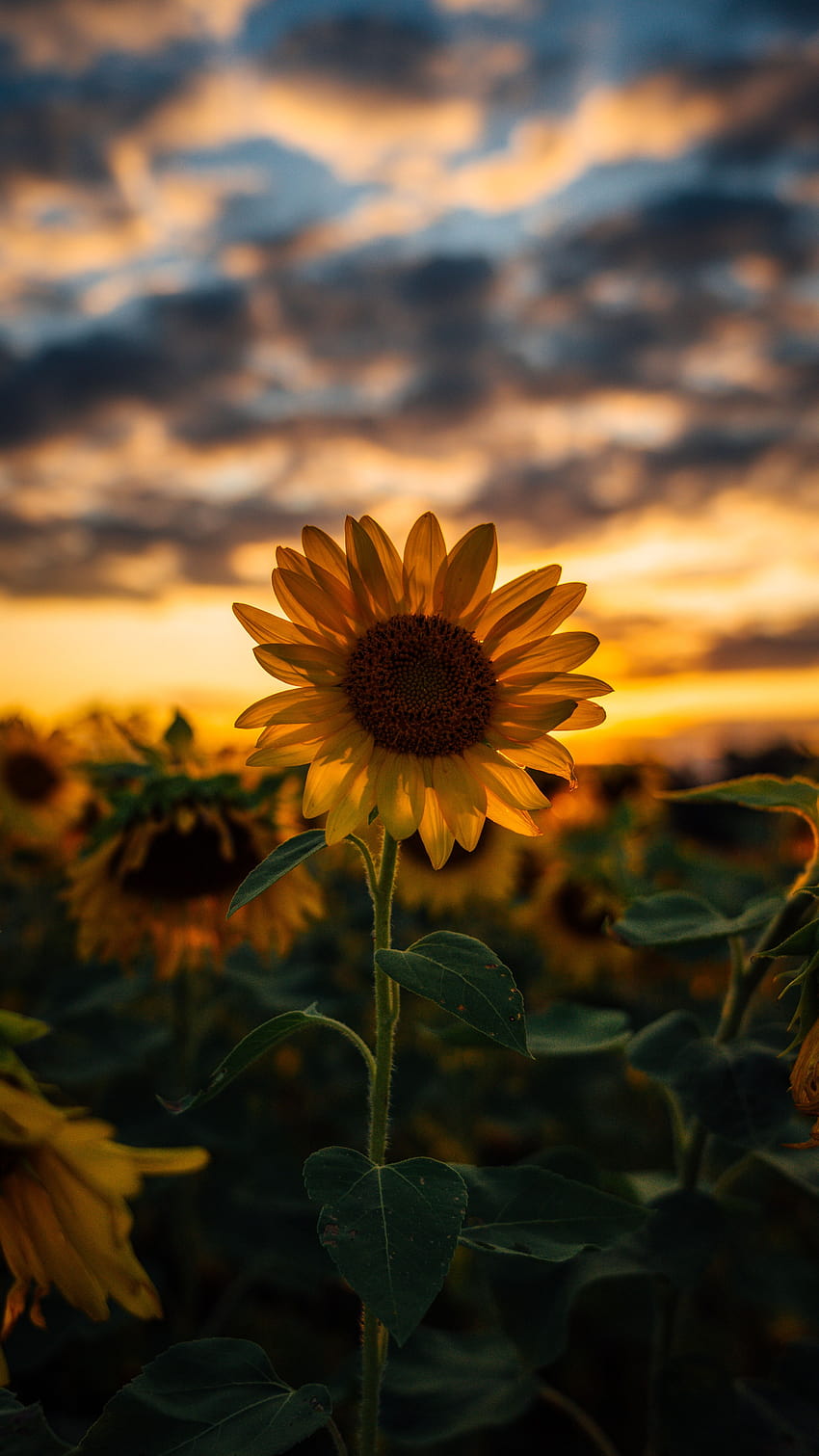 Sunflower : [50 HQ], cute yellow sky HD phone wallpaper