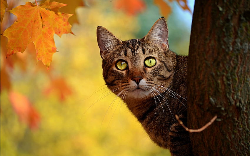 przyroda drzewa koty zwierzęta liście zielone oczy zwierzęta pręgowane jesień 1920x1200 Wysoka jakość, wysoka rozdzielczość, jesień zwierzęta domowe Tapeta HD