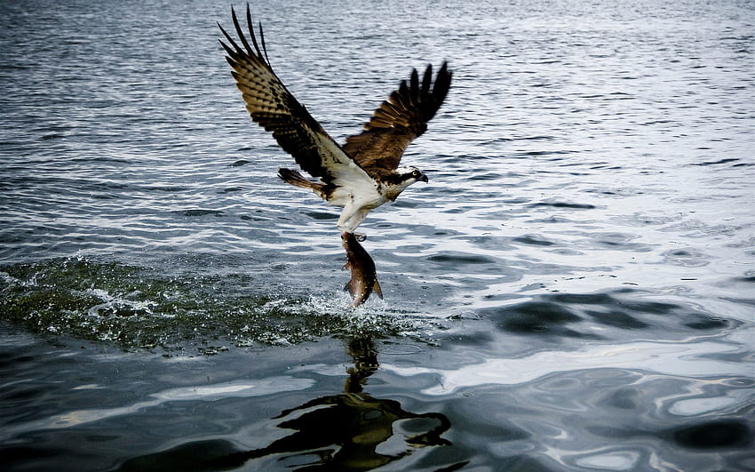 Animals: Osprey Catching Fish Bird 2880x1800 HD wallpaper