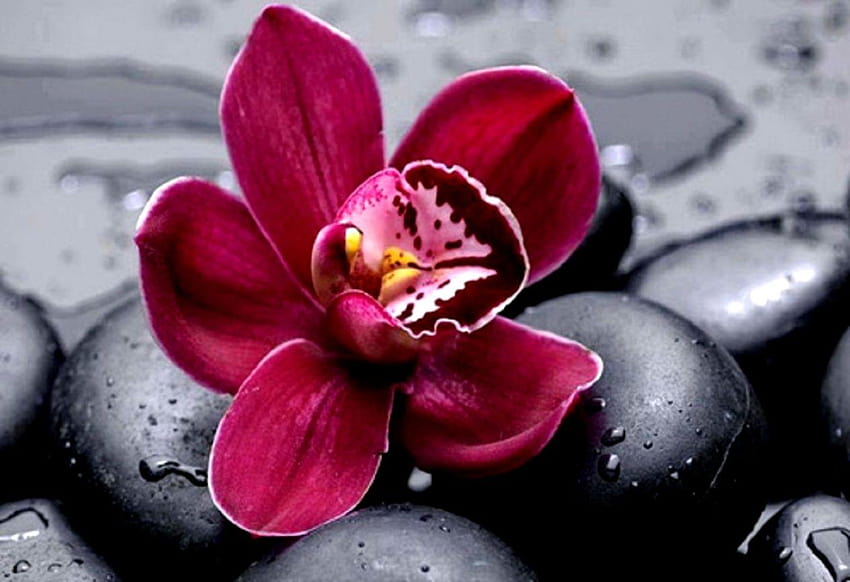 Orchid Flower, mauve and red orchid HD wallpaper