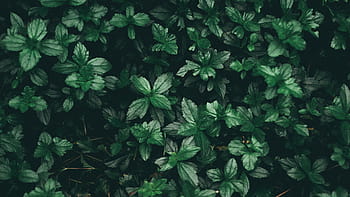 Green Summer Fresh Minimalist Leaf Background. Mint green , Pastel ...