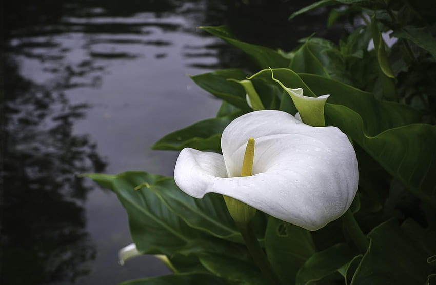 Calla-Lilie, weiße Callas HD-Hintergrundbild