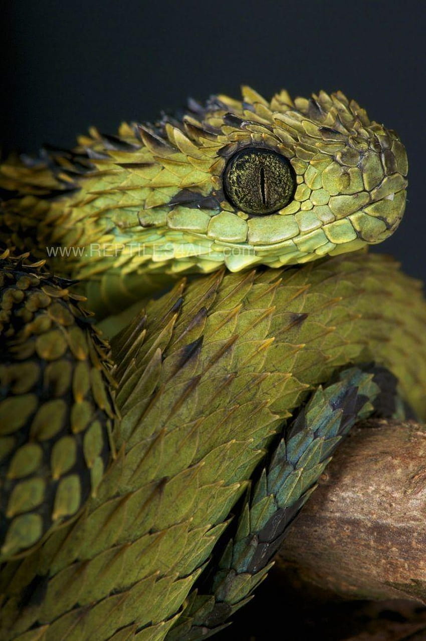 Cobra Pit Viper de lábios brancos 51 melhores cobras exclusivas Papel de parede de celular HD