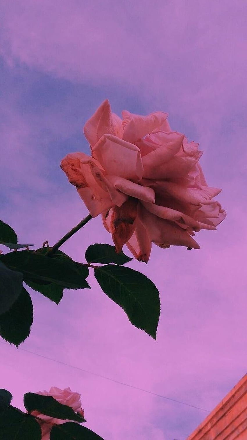 About graphy in A E S T H E T I C by pinkroses, aesthetic pink roses HD ...