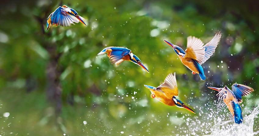 Bellissimo Kingfisher Bird, per gli uccelli Sfondo HD