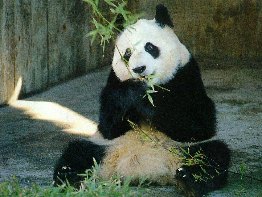 Giant Panda HD wallpaper