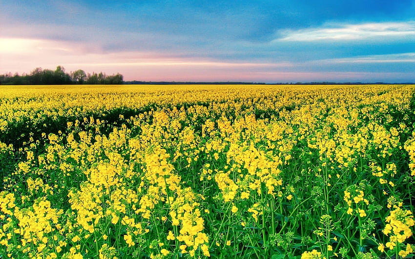 Flowers of Mustard......., yellow canola field HD wallpaper