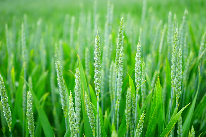 Campo de trigo verde, campo de arroz verde fondo de pantalla