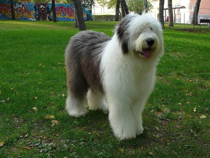 Old English Sheepdog , Animal, HQ Old English Sheepdog HD wallpaper