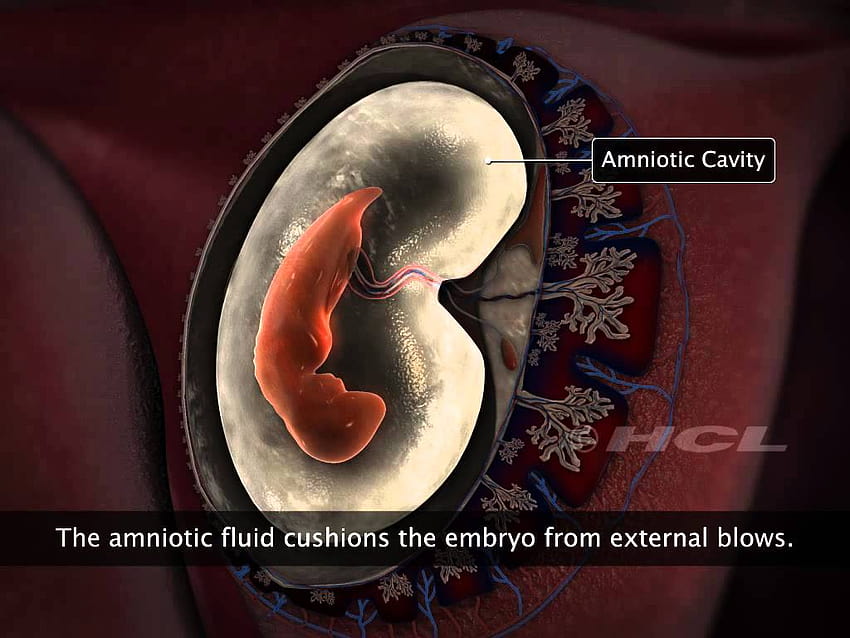 The Human Embryo Is Shown Between Two Cells Background, Meiosis Pictures  Background Image And Wallpaper for Free Download