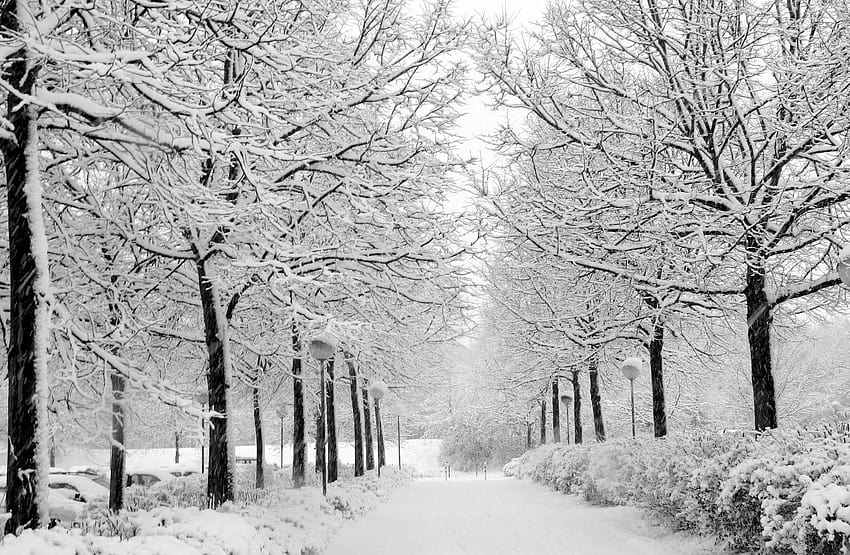 Bạn có muốn tìm một bức ảnh nền đẹp về mùa Đông tuyết trắng của Hàn Quốc? Hãy đến với bức ảnh HD Winter Path, sẽ đưa bạn tới khoảnh khắc tuyết rơi bao phủ đường phố.