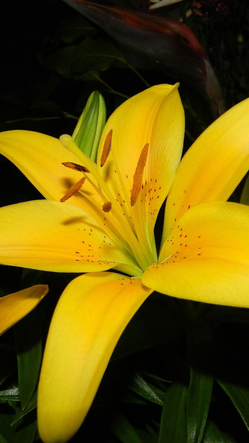 1080x1920 lilies, yellow, flowers, stamens, petals, close, yellow lily HD phone wallpaper