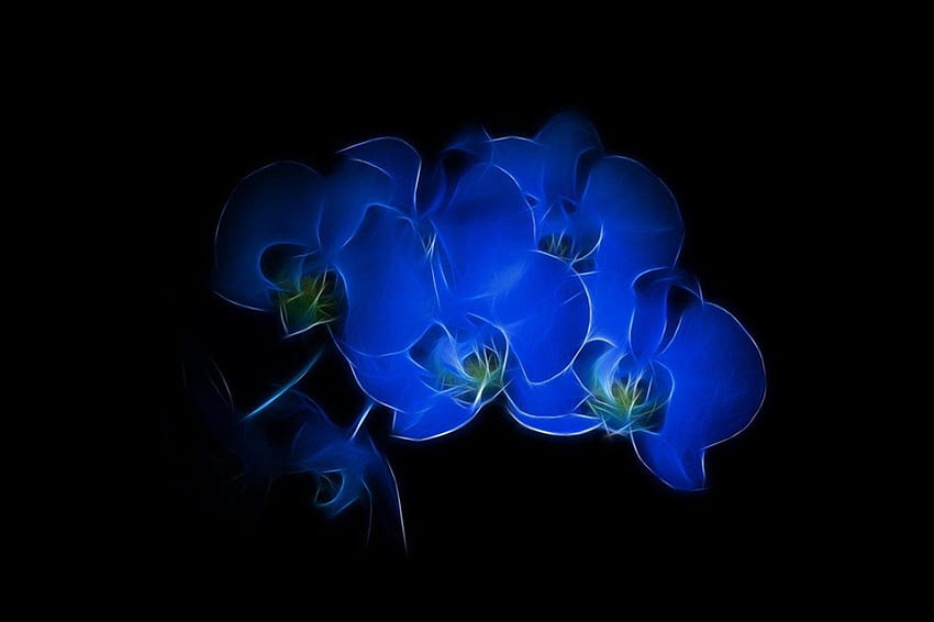 Fractalius, Black Background, Flowers, Blue Flowers, black flower HD wallpaper
