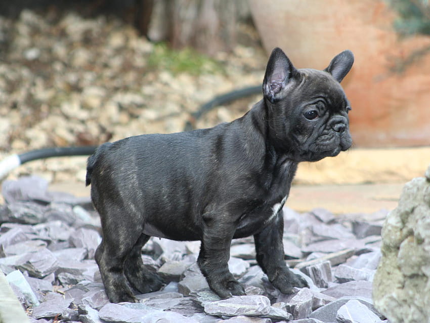 siyah fransız bulldog bulldog yavrusu, mix puppies HD duvar kağıdı
