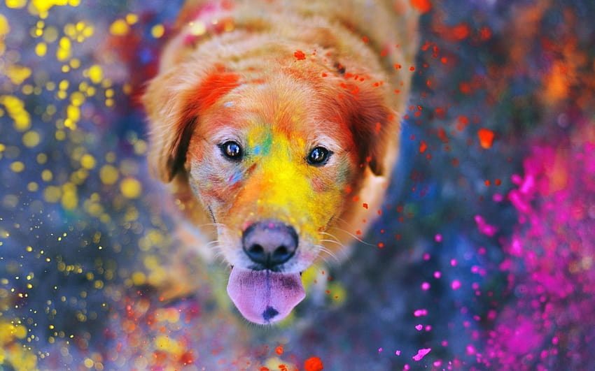 Colorful Dog, rainbow puppy HD wallpaper