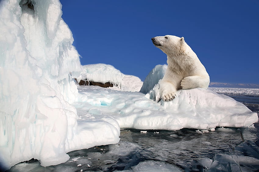 Why Polar Bears Have Become Frequent Visitors to This Canadian