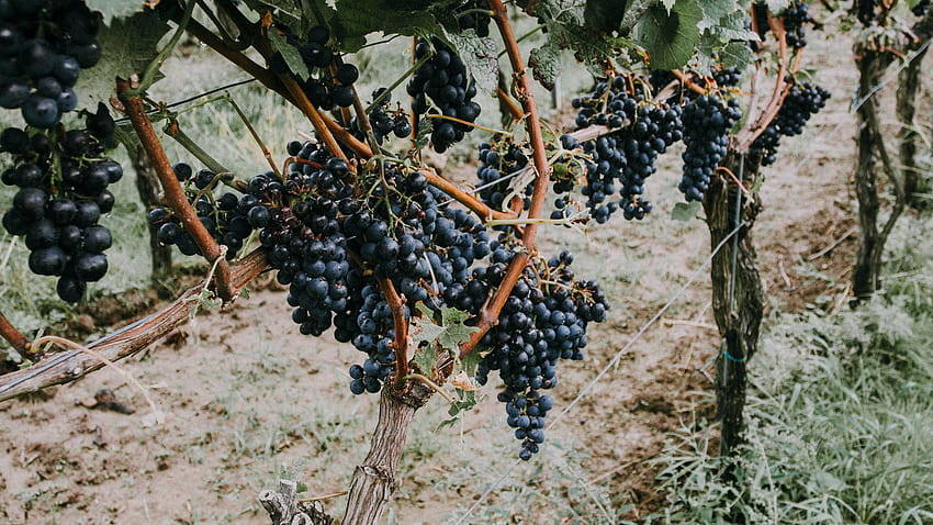 1920x1080 grapevine, grapes, berries full , tv, f, backgrounds HD wallpaper