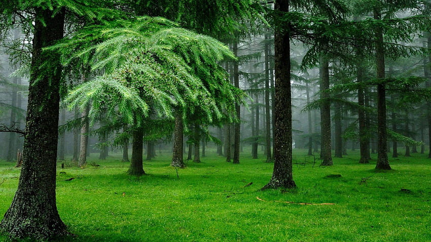 Cor Predominante: Pine Nature Forests Needles, floresta amazônica papel de parede HD