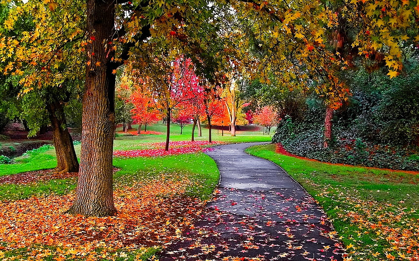 Autumn in the Park, autumn ambience HD wallpaper