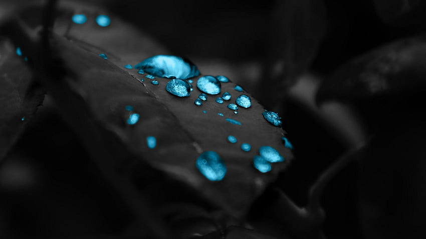 Черно листо със сини капки, черно и синьо HD тапет