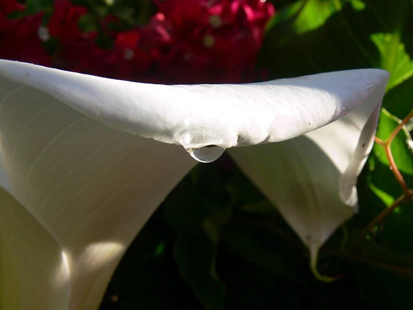 Calla-Lilie und Regentropfen, Calla-Lilie mit Regentropfen HD-Hintergrundbild