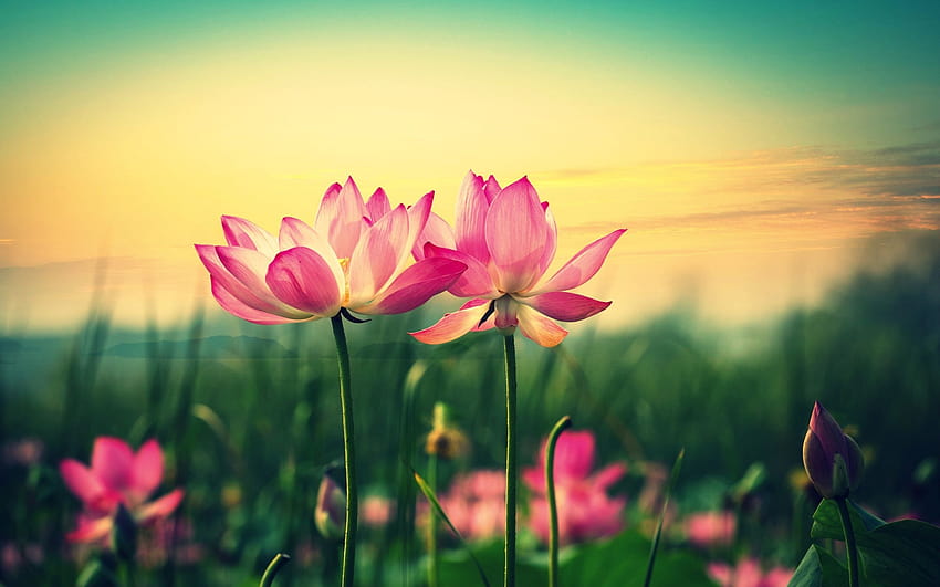 Pink lotus flowers at sunset [2560x1600] for your , Mobile & Tablet HD wallpaper