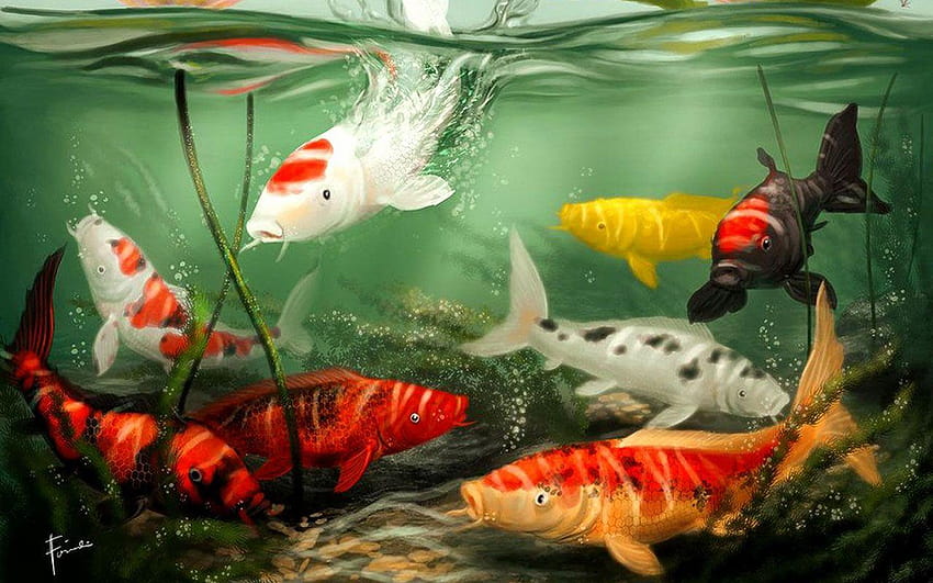 Koi Fish Live, japanese fish pond HD wallpaper