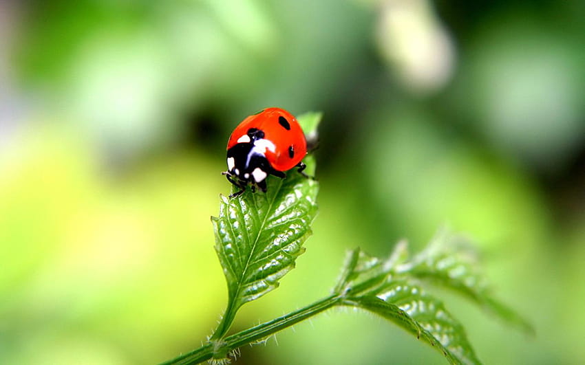 Lady beetle Insects Animals, ladybird beetle HD wallpaper