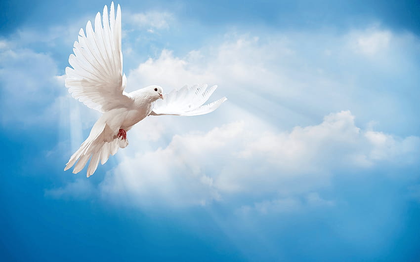 Hermosa de una paloma blanca, palomas fondo de pantalla