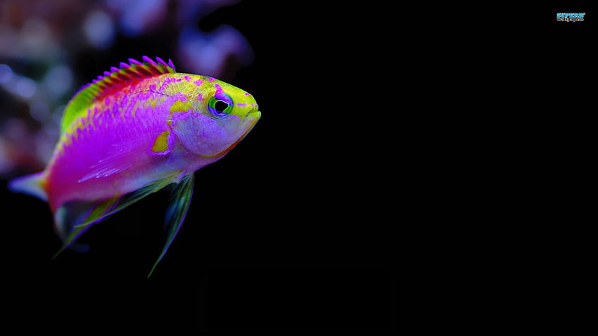 Colorful Tropical Fish Colourful Fish Hd Wallpaper Pxfuel