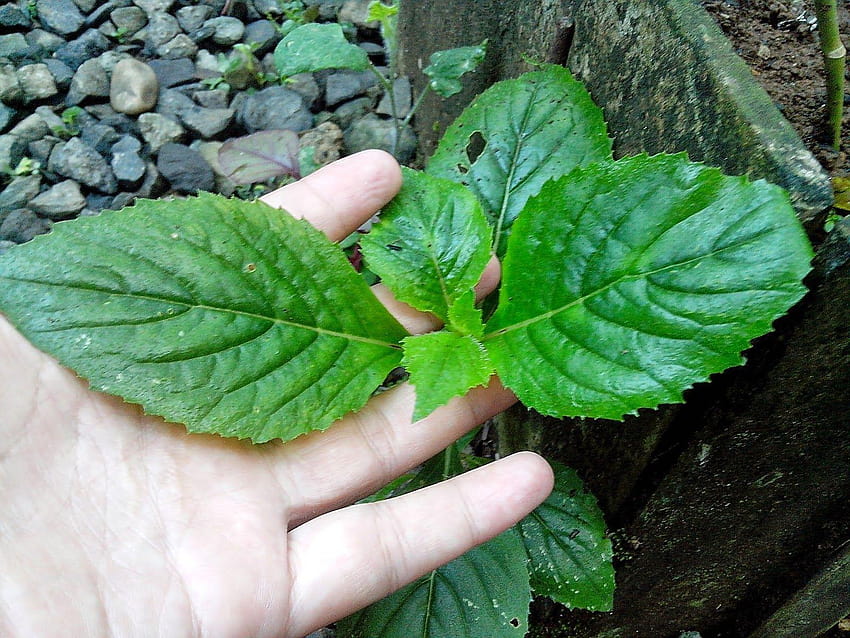 Endah Murniyati의 여정: 식용 잡초: 3부, crassocephalum HD 월페이퍼