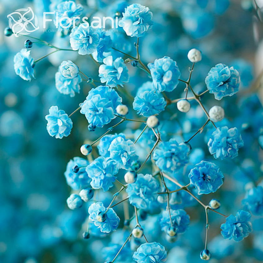 Fleur de gypsophile bleu, gypsophile Fond d'écran de téléphone HD