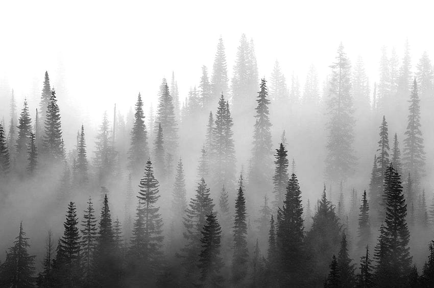 Foresta in bianco e nero, pino bianco Sfondo HD