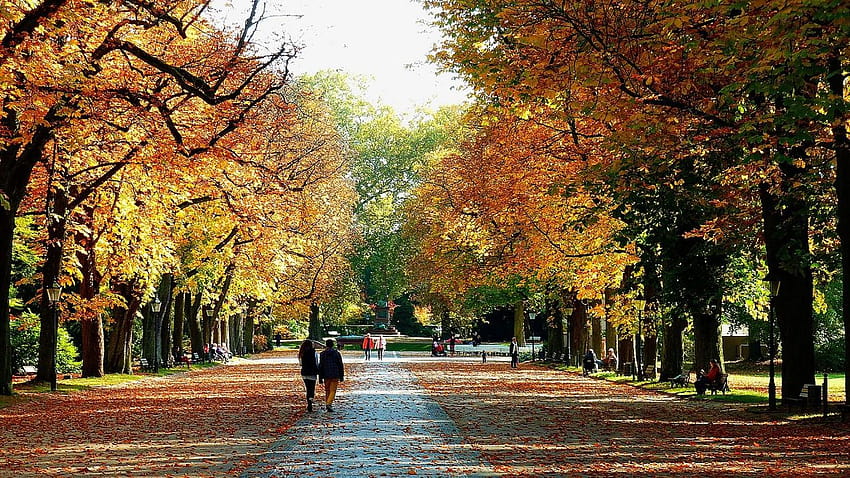 AUTUNNO autunno paesaggio natura albero foresta foglia foglie percorso sentiero persone, persone autunnali Sfondo HD