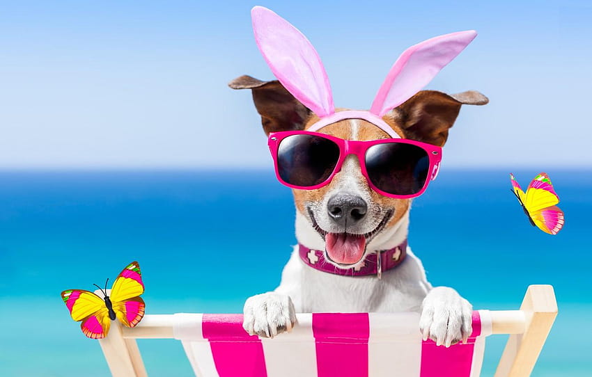 beach, butterfly, dog, glasses, happy, beach, dog, dog sunglasses HD wallpaper