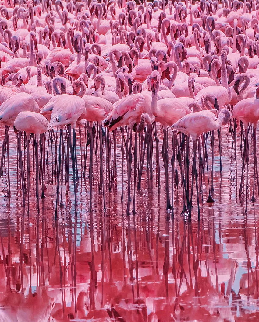 10 Beautiful Ultra Flamingo Backgrounds for Iphone, pink vibes HD phone wallpaper