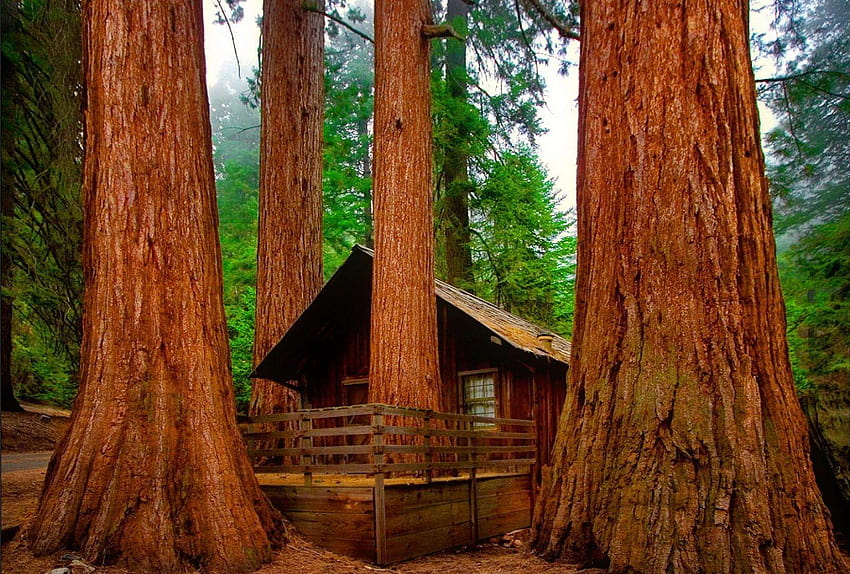 Sequoia Tag : Sequoi Nature Forest Brown Wood Tree, sequoia national park HD wallpaper