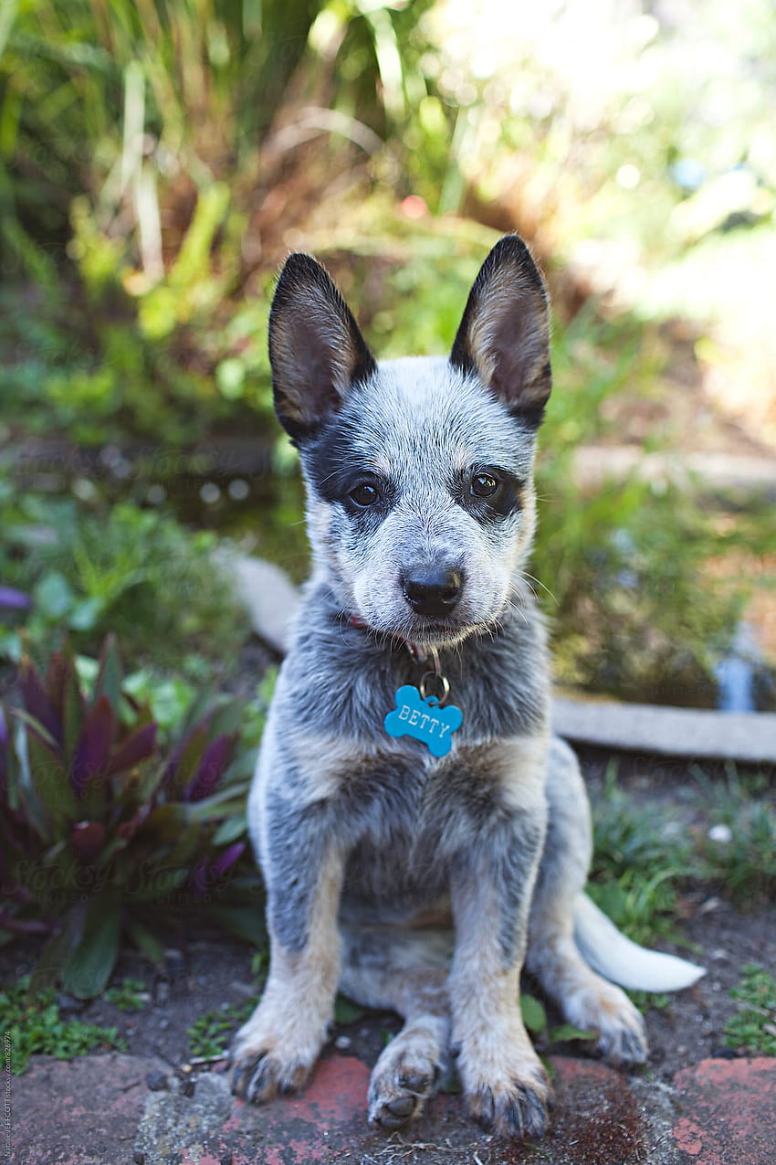 A very cute and cheeky Blue heeler puppy in a backyard by Natalie JEFFCOTT HD phone wallpaper