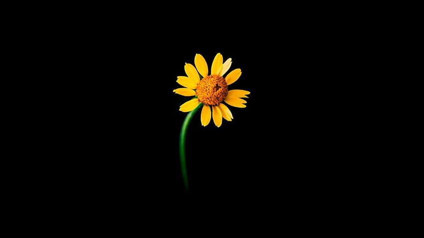 Sunflower , Lonely, Black background, Flowers, amoled black flowers HD wallpaper