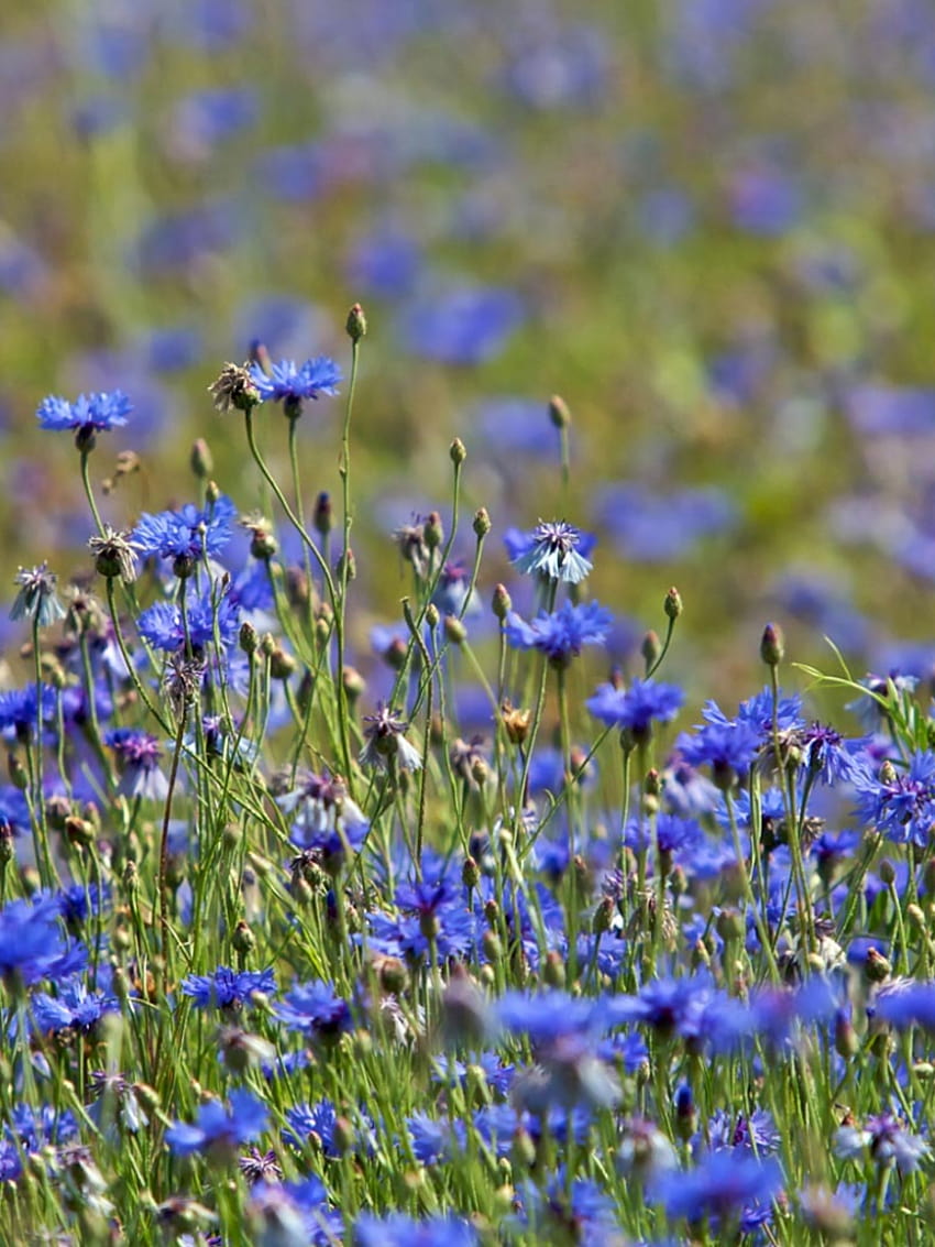 padang rumput Blue Cornflower di Naturescape [1680x1050] untuk , Ponsel & Tablet Anda wallpaper ponsel HD