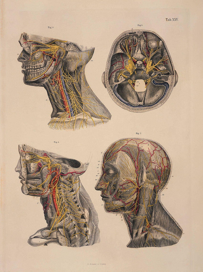 anatomia umana anatomia umana 1425x1913 811053, anatomia cerebrale Sfondo del telefono HD