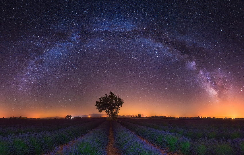 bidang, bintang, cahaya, bunga, malam, pohon, Bima Sakti, lavender, bagian пейзажи, bidang lavender di malam hari Wallpaper HD