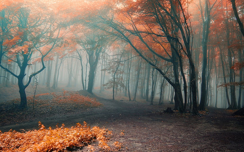 foresta, arancione, nebbia, autunno, foglie / e sfondi mobili, foresta autunnale arancione Sfondo HD