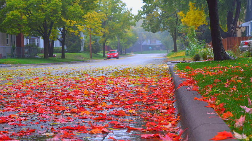 1 Autumn Rain, aesthetic autumn rain HD wallpaper | Pxfuel